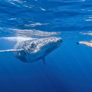 ORCA Citizen Scientist Course Bundle